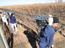 Este lunes Del Caño y Barbeito relanzan su campaña en Mendoza con propuestas para el sector vitivinícola