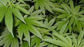 La lucha por la legalización